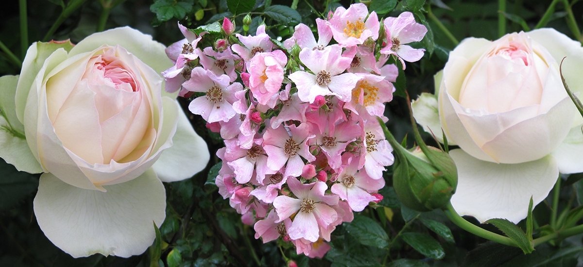 Roomblooms. Wall art to show you Love, Adore, Cherish, and Desire