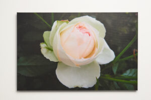 Roomblooms, A Gift From The Heart, Pink Rose Bloom, Print on Canvas, Ready to Hang Wall Art, 600 X900mm, Custom Packaging, Gift Card, Printed Personalised Message, Classic Poem