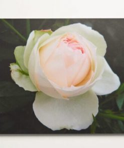 Roomblooms, A Gift From The Heart, Pink Rose Bloom, Print on Canvas, Ready to Hang Wall Art, 600 X900mm, Custom Packaging, Gift Card, Printed Personalised Message, Classic Poem