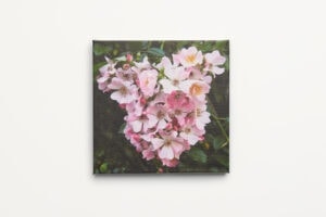 Roomblooms, Rambling Roses, Print on Canvas, 300X300mm