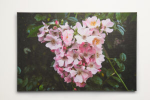 Roomblooms, Rambling Roses, Print on Canvas, 600x900mm, Custom Packaging