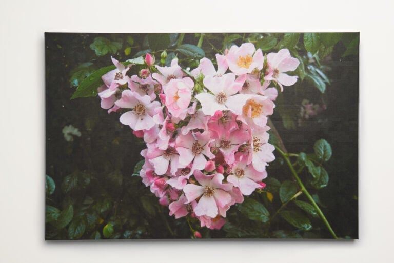 Roomblooms, Rambling Roses, Print on Canvas, 600x900mm, Custom Packaging