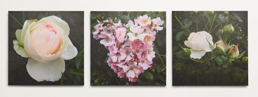 Roomblooms, Pink Rose Bloom, Rambling Roses, Crown of Rosebuds